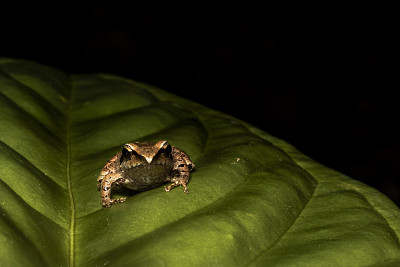 宏观的pristimantis