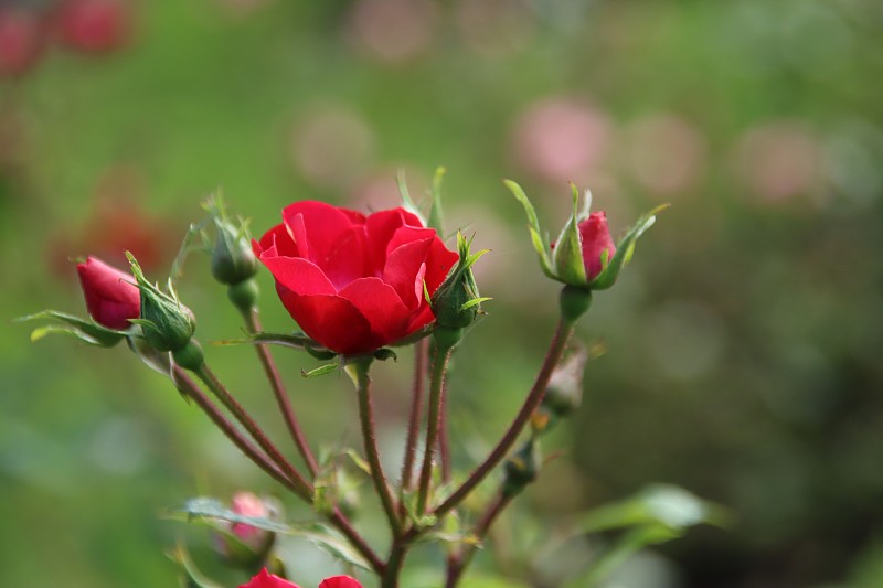 Red rose type La Belle Rouge in the rosarium in Bo