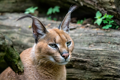 肖像沙漠猫野猫(野猫)或非洲猞猁长簇耳