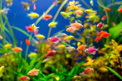水族馆有许多颜色的鱼