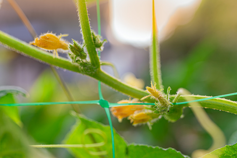 单性结实黄瓜的花序梗和子房在黄瓜专用网上