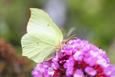 硫磺(Gonepteryx rhamni)