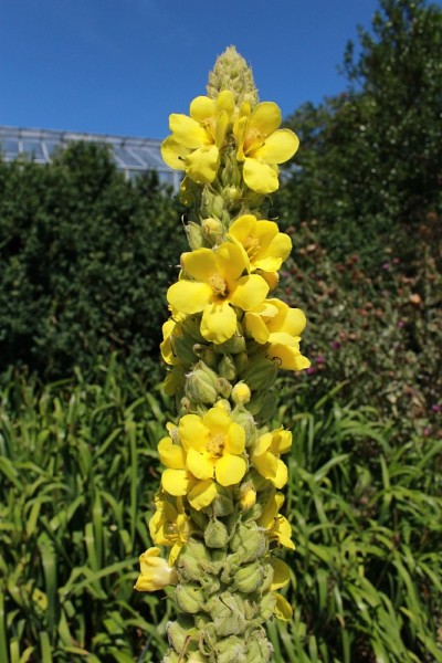 黄色“毛蕊花属的花