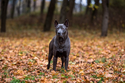 泰国脊背犬站在秋叶地上。