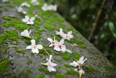 多么美丽的花朵