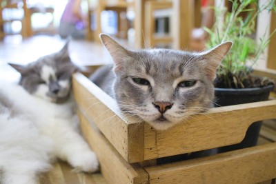 睡在盒子上的猫。