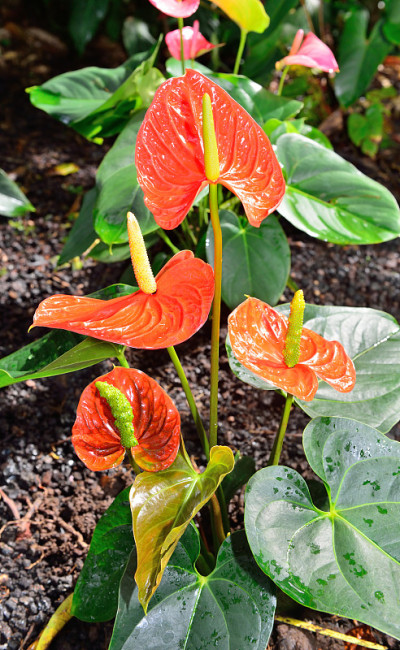 obake花烛属植物花