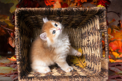 顽皮的小猫品种英国短毛猫在一个篮子里的背景秋天的树叶