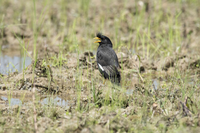 伟大的Myna, Acridotheres grandis, de兴，Patkai, WLS, As