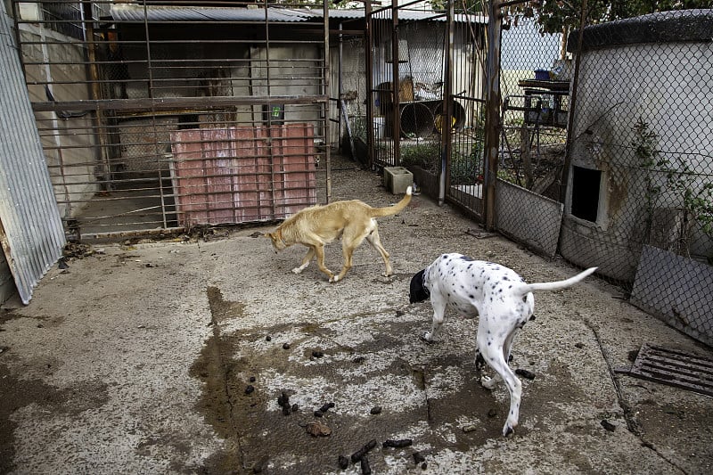 废弃的猎犬