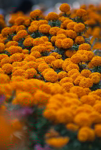 calendulas非洲