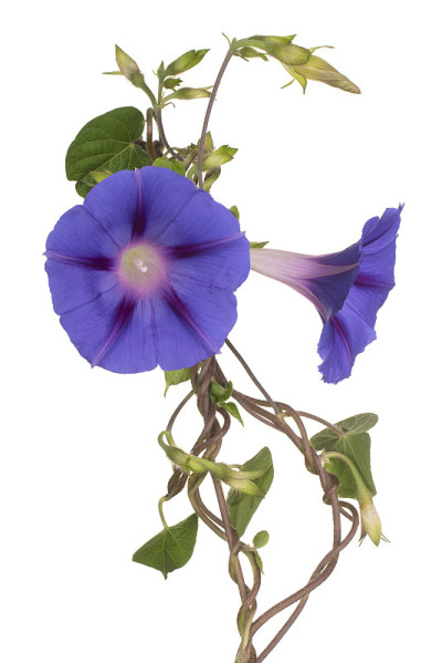 花孤立