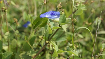 又称蝴蝶豆、科尔多瓦豆、达尔文豆、蓝豆、蓝花豆等