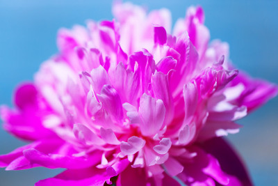 桃红牡丹花特写