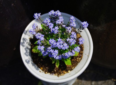 美丽的春天的花朵