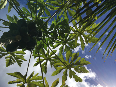 木瓜树