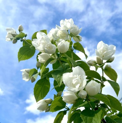 茉莉花
