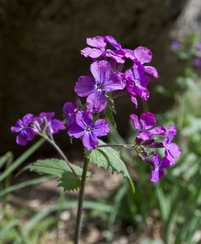 一年生诚花，月牙花