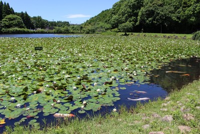 Showa-no-Mori Shimoyudaike