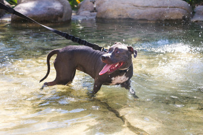 比特犬在公园的人工湖里玩耍