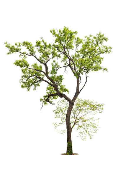 孤立的绿色树在白色的背景