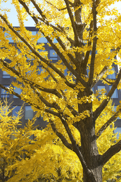 Mido-Ginkgo biloba