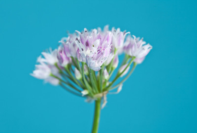 野生洋葱花
