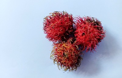 背部白色的红毛丹果实