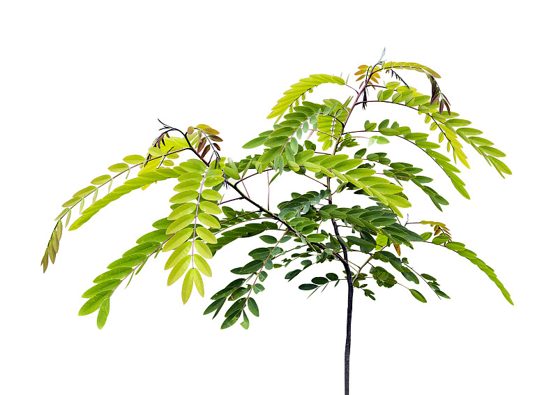 小塞纳林荫树