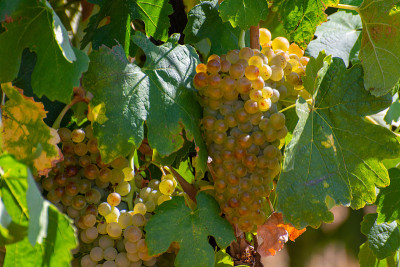 AOC Luberon mountains的葡萄园靠近Apt与老葡萄树干生长在红色粘土土壤，白葡萄酒