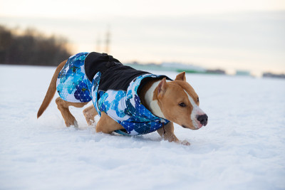 斯塔福德郡梗、比特犬和边境牧羊犬在乡间的雪地上散步