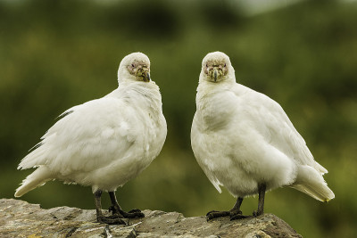 白脸沙咀鱼或美国沙咀鱼，Chionis alba，金港，南乔治亚岛