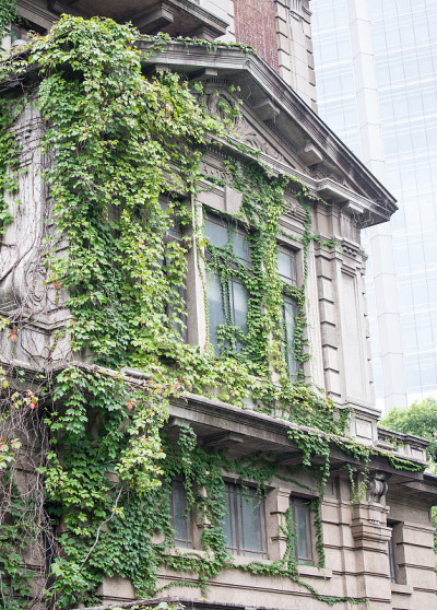 植物在旧建筑上爬行