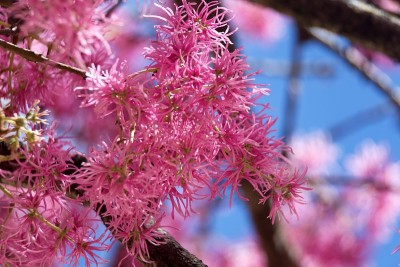 Arupo树的花