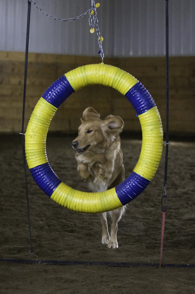 金毛猎犬通过敏捷轮胎跳跃