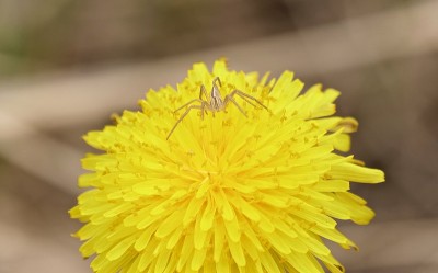 隐藏的蜘蛛