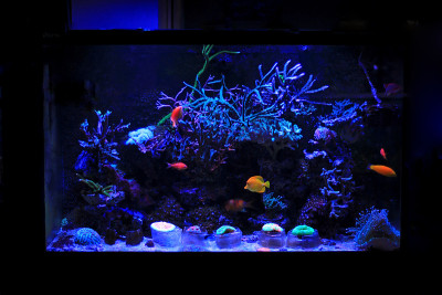 珊瑚礁水族缸