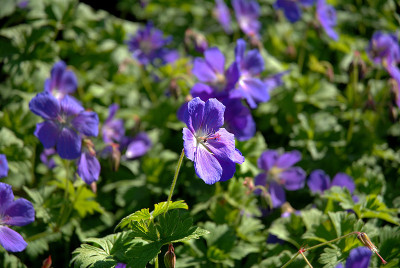苏格兰Polemonium