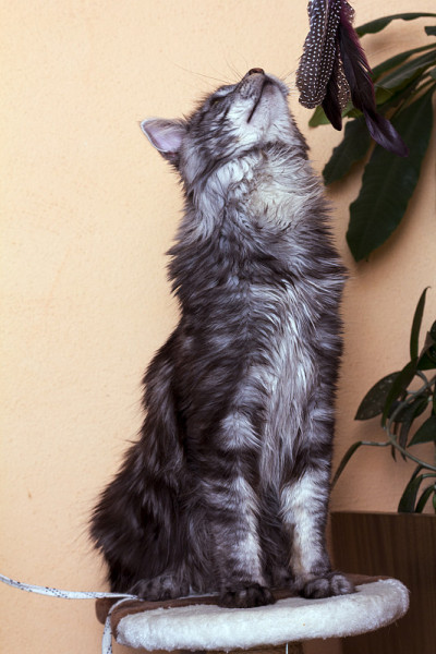 缅因猫
