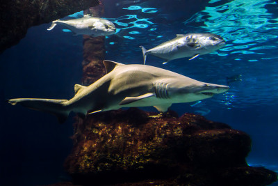 Squalo toro (Carcharias Taurus)