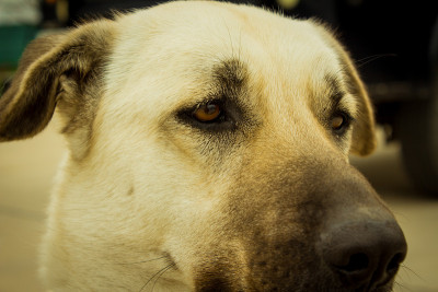 狗(Kangal)