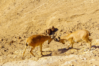 一对年轻的努比亚野山羊在练习搏击，Makhtesh Ramon