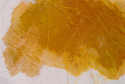 宠物垫狗尿因胆红素色素改变颜色。肝脏疾病