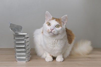 可爱的虎斑猫坐在旁边的食物碗桌上。等待食物。