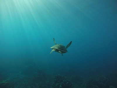 海龟离开