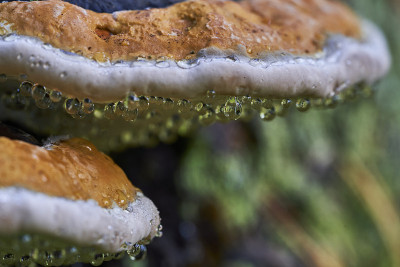 靠近蘑菇火种与拉丁名称Fomitopsis pinicola在秋天的森林与水滴