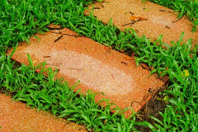 蜿蜒的石头小径穿过花园池塘