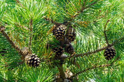ForestPine抗旱性