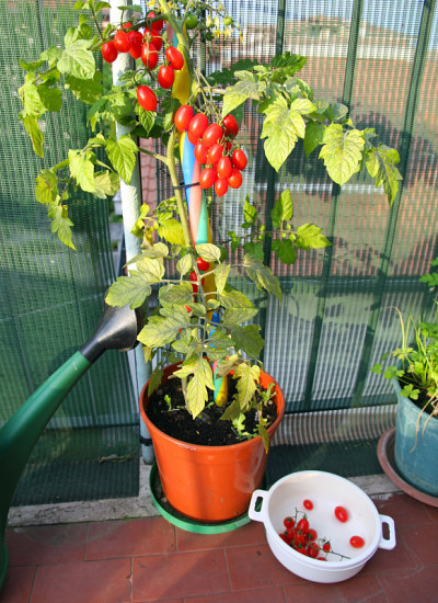 花瓶上有番茄植株和白色容器