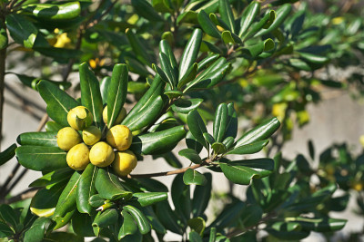 Pittosporum tobira
